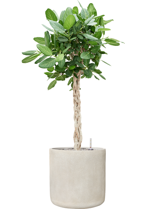 Ficus benghalensis 'Audrey' en Antwerp, Private label