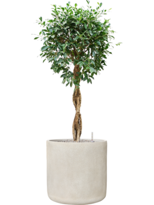 Ficus microcarpa 'Nitida' en Antwerp