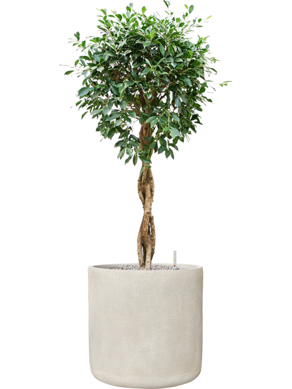 Ficus microcarpa 'Nitida' en Antwerp, Private label