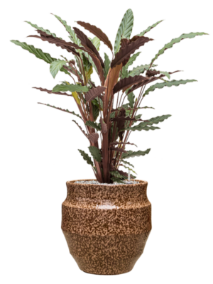 Calathea rufibarba 'Wavestar' en Samba
