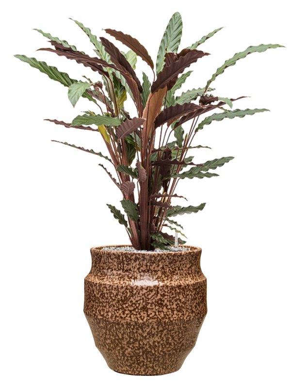 Calathea rufibarba 'Wavestar' en Samba, Gina Da