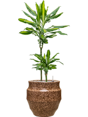 Dracaena fragrans 'Cintho'' en Samba