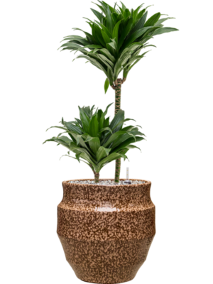 Dracaena fragrans 'Compacta' en Samba