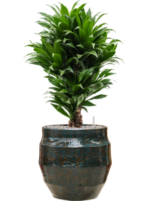 Dracaena fragrans 'Compacta' en Samba