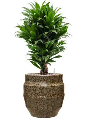 Dracaena fragrans 'Compacta' en Samba