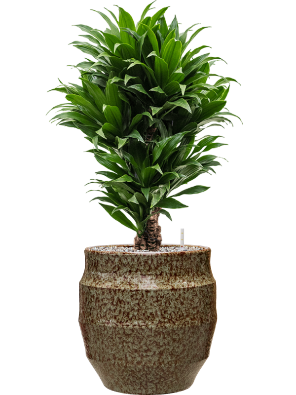 Dracaena fragrans 'Compacta' en Samba, Gina Da