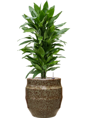 tDracaena fragrans 'Janet Lind' en Samba