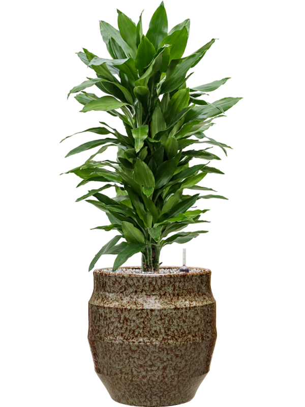 tDracaena fragrans 'Janet Lind' en Samba, Gina Da