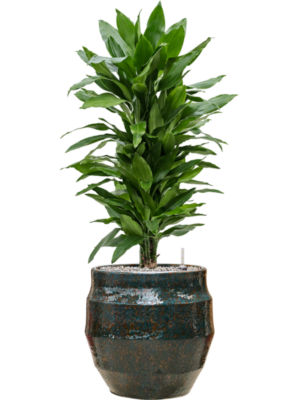 tDracaena fragrans 'Janet Lind' en Samba