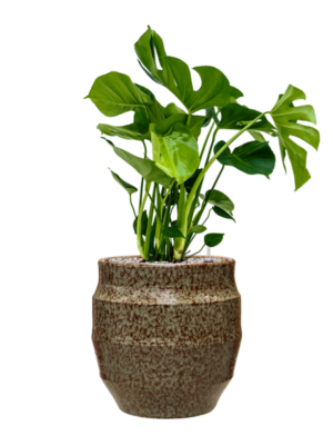 Monstera deliciosa en Samba