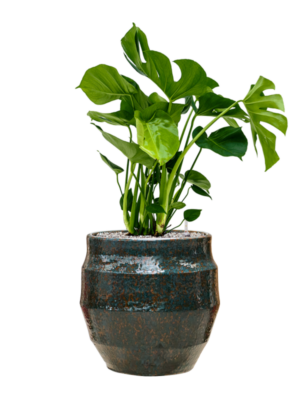 Monstera deliciosa en Samba