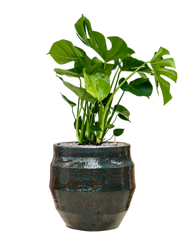Monstera deliciosa en Samba, Gina Da