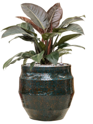 Philodendron 'Imperial Red' en Samba