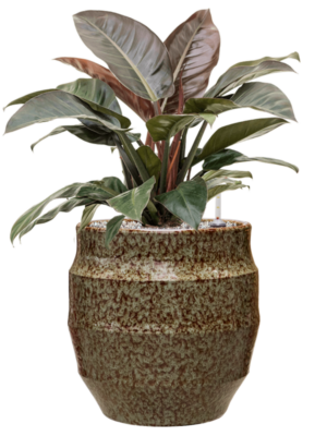 Philodendron 'Imperial Red' en Samba