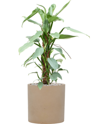 Philodendron 'Silver Queen' en Rough