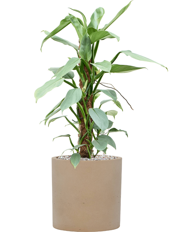 Philodendron 'Silver Queen' en Rough, Pottery Pots