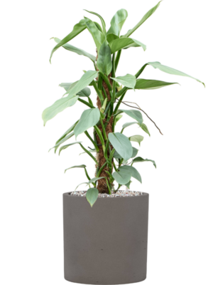 Philodendron 'Silver Queen' en Rough