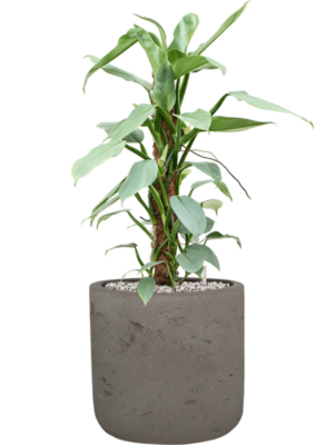 Philodendron 'Silver Queen' en Rough