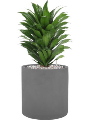 Dracaena fragrans 'Compacta' en Natural