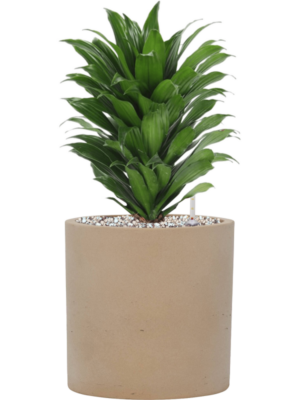 Dracaena fragrans 'Compacta' en Rough