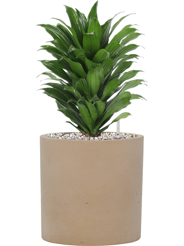 Dracaena fragrans 'Compacta' en Rough, Pottery Pots