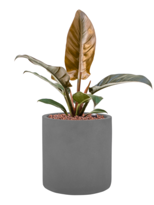 Philodendron 'Imperial Red' en Natural