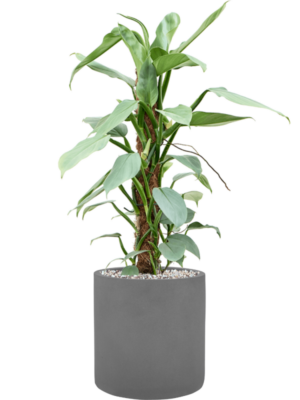 Philodendron 'Silver Queen' en Natural