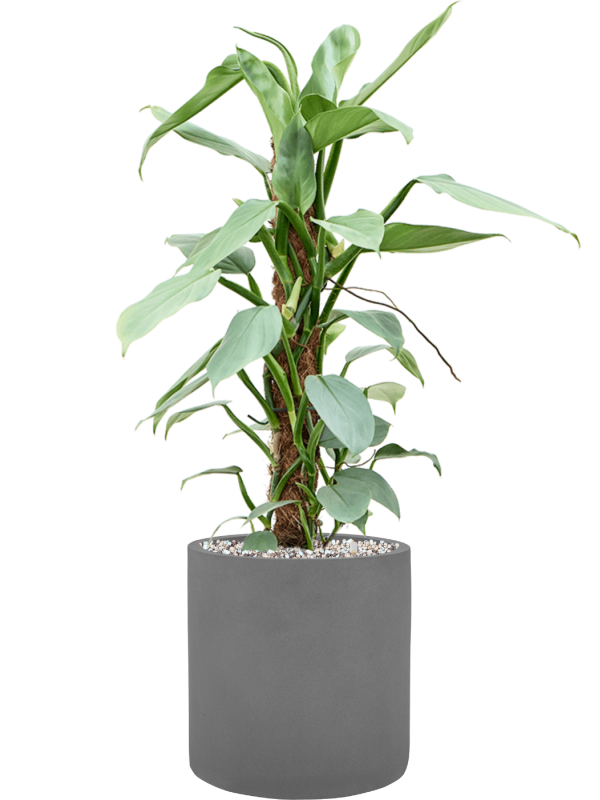 Philodendron 'Silver Queen' en Natural, Pottery Pots