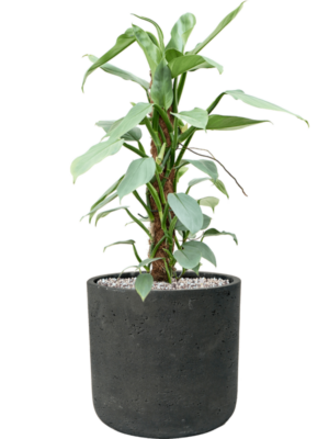 Philodendron 'Silver Queen' en Rough