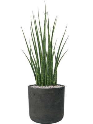 Sansevieria cylindrica 'Fernwood Mikado' en Rough