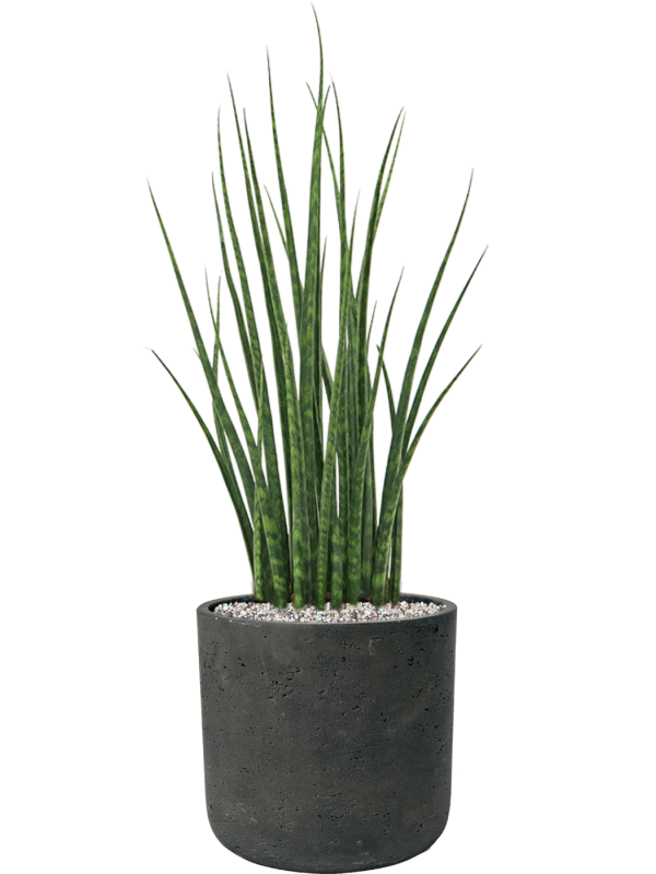 Sansevieria cylindrica 'Fernwood Mikado' en Rough, Pottery Pots