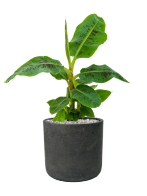 Musa 'Dwarf Cavendish' en Rough