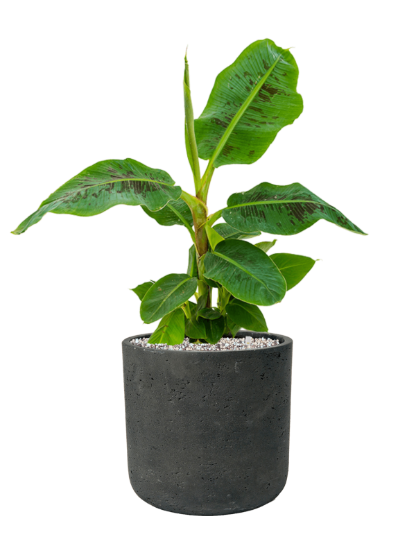 Musa 'Dwarf Cavendish' en Rough, Pottery Pots