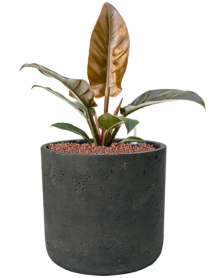 Philodendron 'Imperial Red' en Rough