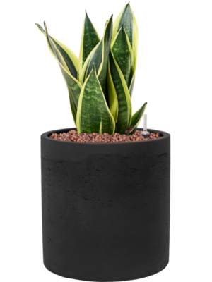 Sansevieria trifasciata 'Canary' en Rough