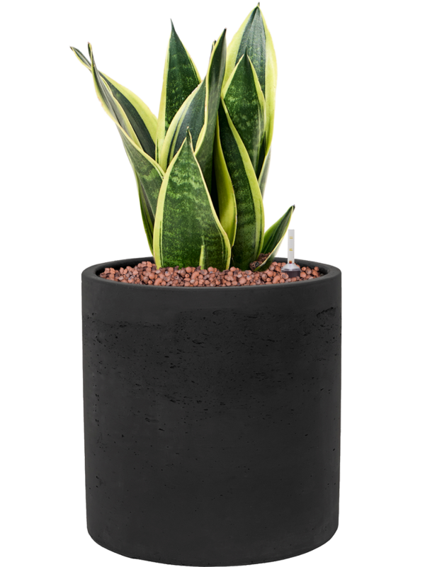 Sansevieria trifasciata 'Canary' en Rough, Pottery Pots