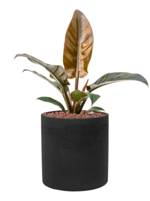 Philodendron 'Imperial Red' en Rough