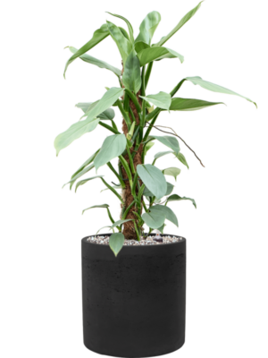 Philodendron 'Silver Queen' en Rough