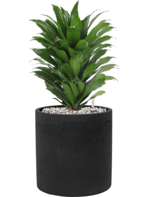 Dracaena fragrans 'Compacta' en Rough
