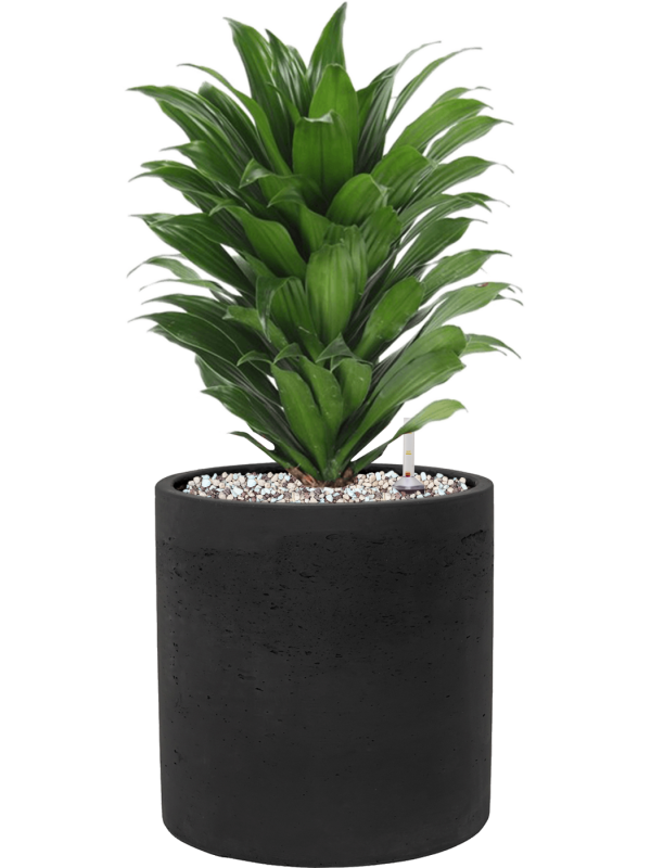 Dracaena fragrans 'Compacta' en Rough, Pottery Pots