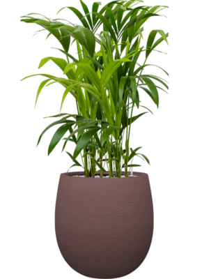 Kentia (Howea) forsteriana en Terreno