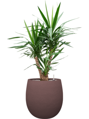 Yucca elephantipes en Terreno