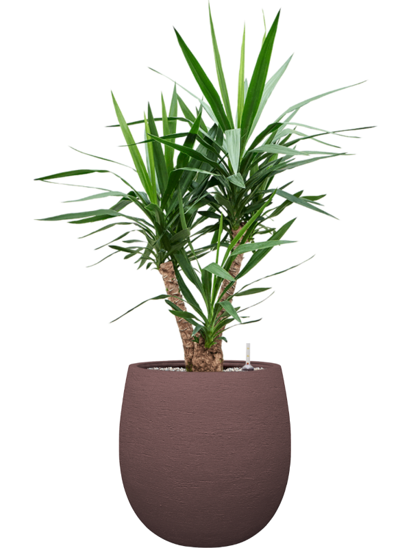 Yucca elephantipes en Terreno, Luca Lifestyle