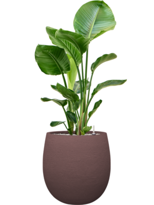 Strelitzia nicolai en Terreno