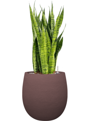 Sansevieria zeylanica en Terreno