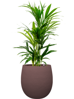 Kentia (Howea) forsteriana en Terreno
