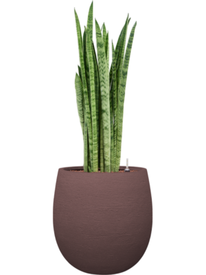 Sansevieria zeylanica 'Narrow' en Terreno