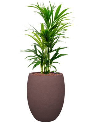 Kentia (Howea) forsteriana en Terreno