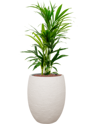 Kentia (Howea) forsteriana en Terreno
