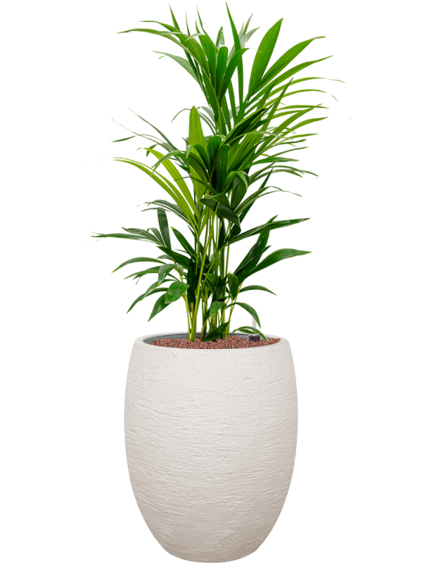Kentia (Howea) forsteriana en Terreno, Luca Lifestyle